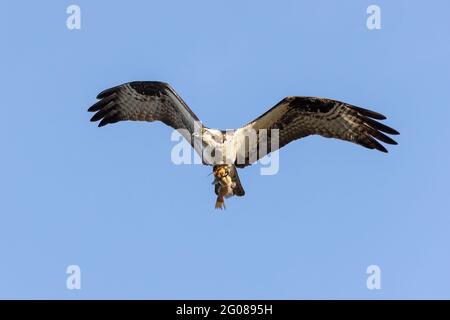 western Osprey ha anche chiamato falco marino a Vancouver BC Canada Foto Stock