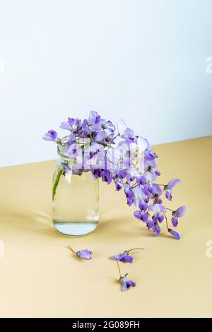 Fiori wisteria viola in vaso di vetro su tavolo beige contro parete bianca. Foto Stock