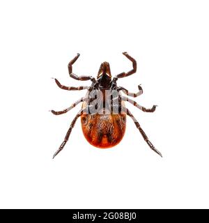 Encefalite infettiva Ixodes Scapularis o Persulcatus Deer Tick Insect isolato su bianco. Encefalite virus o malattia di Lyme borreliosi infettati i Foto Stock