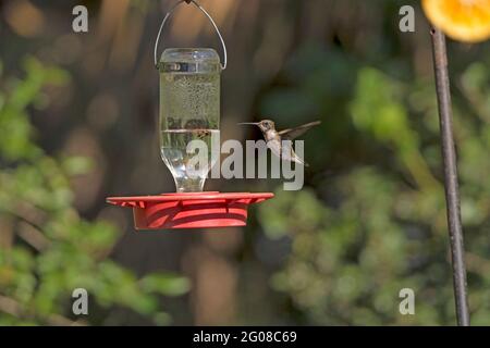 Colibrì nero in volo nel Santa Ana National Wildlife Refuge in Texas Foto Stock