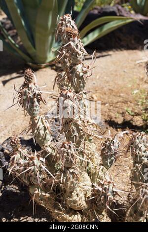 Opuntia papiracantha - cactus di carta della colonna vertebrale. Foto Stock