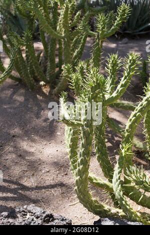 Austriocylindopuntia subulata - l'ago di Eve cactus. Foto Stock