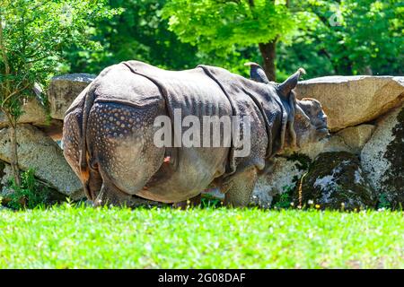 Rinoceronte indiano nello zoo sulla garss verde . Rinoceros Unicornis , rinocerotidae Foto Stock