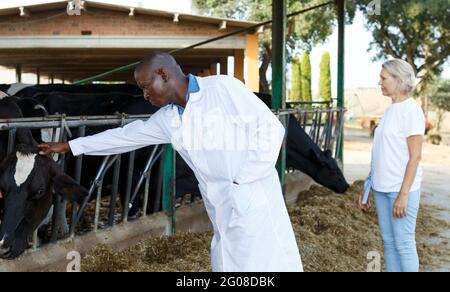 Veterinario che ispeziona le vacche in azienda casearia Foto Stock