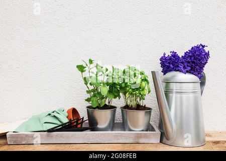 Concetto di hobby di giardinaggio, giacinto viola blu, menta verde e erbe di basilico in pentola di metallo, forchetta di piccolo giardino o rastrello e pala, guanti, pentola di ceramica Foto Stock