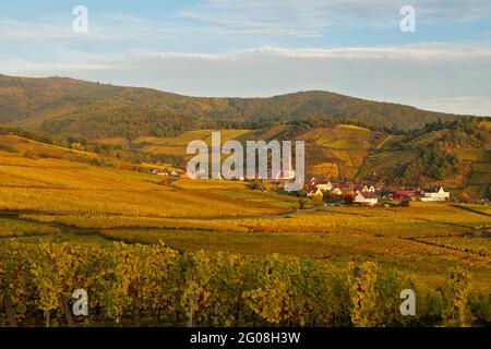 FRANCIA, HAUT-RHIN (68), VIGNETI E VILLAGGIO NIEDERMORSCHWIHR IN AUTUNNO E SULLO SFONDO IL VIGNETO GRAND CRU SOMMERBERG Foto Stock