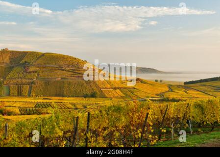 FRANCIA, HAUT-RHIN (68), VIGNETI E VILLAGGIO NIEDERMORSCHWIHR IN AUTUNNO E SULLO SFONDO IL VIGNETO GRAND CRU SOMMERBERG Foto Stock