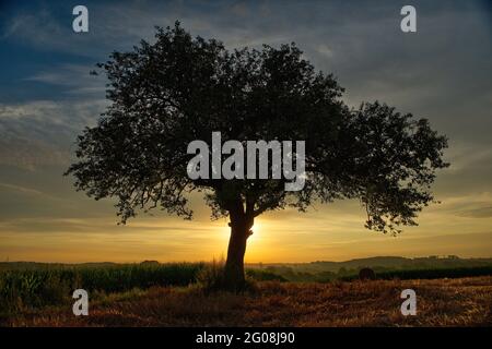 FRANCIA, BAS-RHIN (67), OUTRE-FOR?T, HOFFEN, ALBERO SOLITARIO Foto Stock