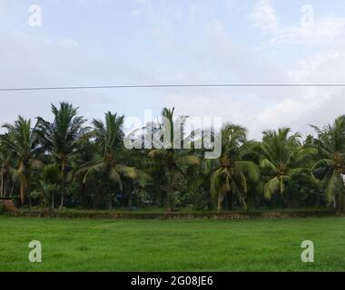 alberi di cocco in piedi orizzontalmente dietro un campo verde in un villaggio Foto Stock