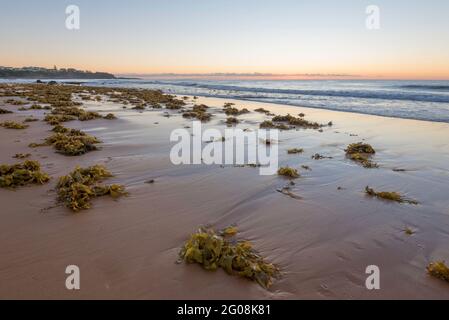 Golden Kelp (Ecklonia radiata) si è rivisitata sull'alta marea pre-alba a Culburra Beach (sud) sulla costa meridionale del nuovo Galles del Sud dell'Australia Foto Stock