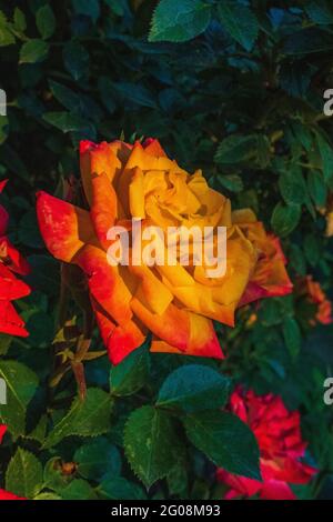 Una rosa gialla con punte rosse che fioriscono nel giardino circondato da foglie di verde scuro Foto Stock