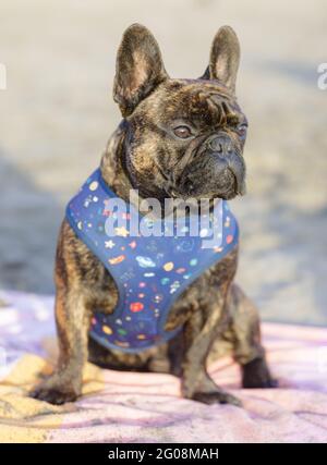 8-mese-Vecchio brindle Frenchie maschio cucciolo seduto su un telo da spiaggia e guardando via. Sandy Beach nel nord della California. Foto Stock