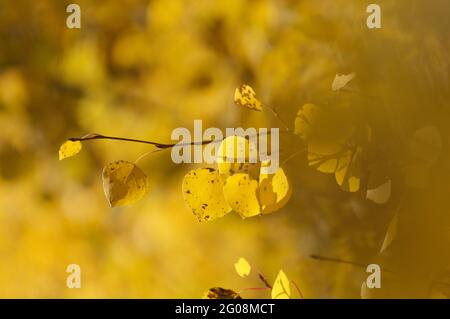 Aspen parte in autunno, vicino a Santa Fe, New Mexico, USA Foto Stock