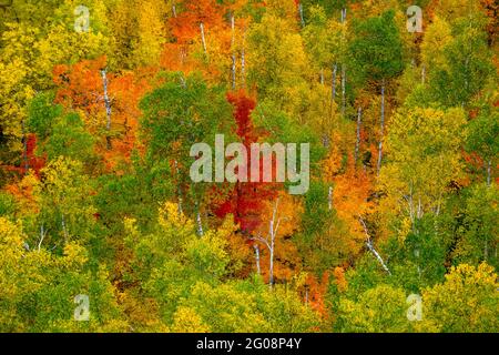 Colori autunnali su Carlton Peak nel nord del Minnesota, Stati Uniti Foto Stock