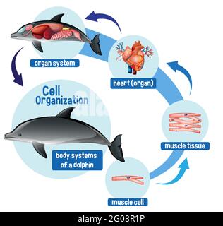 Diagramma che mostra l'organizzazione cellulare in un'illustrazione di delfino Illustrazione Vettoriale