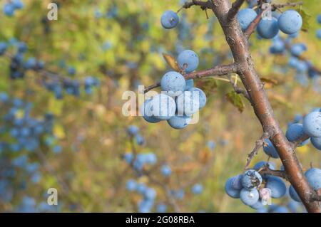Ramo della pianta selvatica prunus spinosa chiamato anche closeup di spina nera con frutti blu rotondi alla stagione di autunno Foto Stock