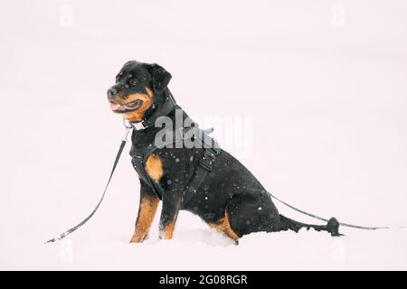 Black Rottweiler Metzgerhund cane seduto nella neve durante il giorno d'inverno. Il cane è vestito in un vestito speciale di addestramento Foto Stock