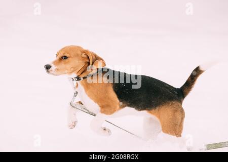 Funny Tricolor Puppy of English Beagle giocando a correre in Snow Snowdrift nel giorno d'inverno Foto Stock