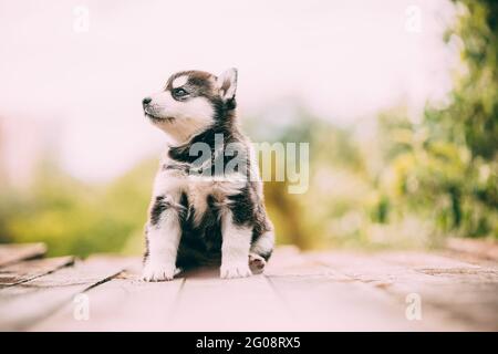 Cucciolo Husky di quattro settimane di colore bianco-grigio-nero seduto su terreno in legno E guardando in lontananza Foto Stock