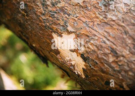 Chiudi Vista dei segni di Bear Claw su Fallen Pine Tree. Dettaglio Foto Stock