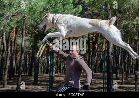 Agilità del cane. Salto lungo dell'animale domestico di addestramento. Passaggio 5 di 8. Il pastore dell'Asia centrale fa il salto. Alabai vola nel salto sopra il gestore. Nikolae Foto Stock