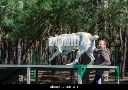 Agilità del cane. Salto lungo dell'animale domestico di addestramento. Passaggio 7 di 8. Il pastore femminile dell'Asia centrale corre lungo la parte orizzontale del ponte dopo il lungo salto. Foto Stock