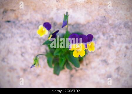 Fiori di pansy gialli e viola che crescono sulla parete, closeup. Foto Stock