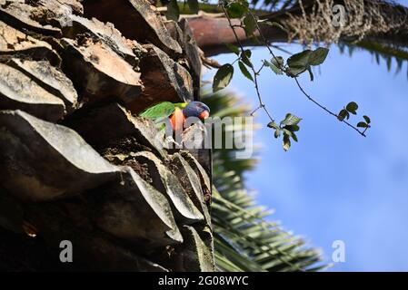 Un lorikeet arcobaleno incastonato in una fessura in un albero di palma, puntando la testa fuori Foto Stock