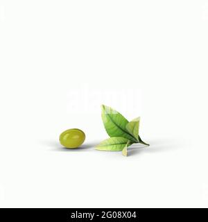 Olive verdi realistiche su un ramo isolato sfondo bianco. illustrazione 3d, adatta al progetto di progettazione. Foto Stock