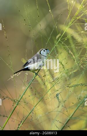 Singolo Finch a doppio sbarramento, Taeniopygia bichenovii appollaiato su una testa di semi d'erba sul comune di Townsville nel Queensland del Nord, Australia. Foto Stock