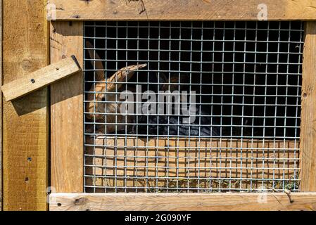 Gabbia di legno con rete metallica sulla porta per l'allevamento di conigli, in piedi in campagna. Foto Stock