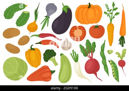 Raccolta vegetale, dieta vegetariana vettore illustrazione set. Cartone animato carote di cavolo fresco cetriolo patate rafano pomodoro broccoli melanzane aglio zucca pepe barbabietola cipolla piselli isolati su bianco Illustrazione Vettoriale