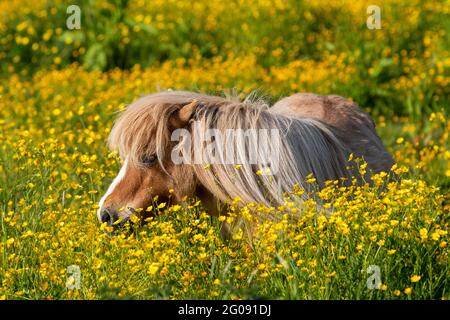 Burscough, Lancashire, Regno Unito. UK Meteo, 2 giugno 2021. Inizia la giornata con il sole per le piccole Shetland Ponies nel prato estivo. Le condizioni di sole e i cieli limpidi con un bel sole caldo sono attese più tardi. Credito; MediaWorldImages/AlamyLiveNews. Foto Stock