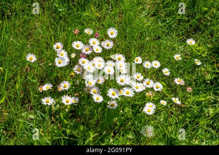Un piccolo gruppo di margherite comuni in erba di campo ruvida Foto Stock