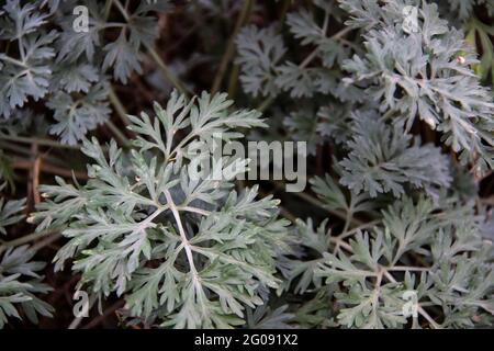 Wormwood sullo sfondo. Foglie di wormwood usato come pianta medicinale. Foto Stock