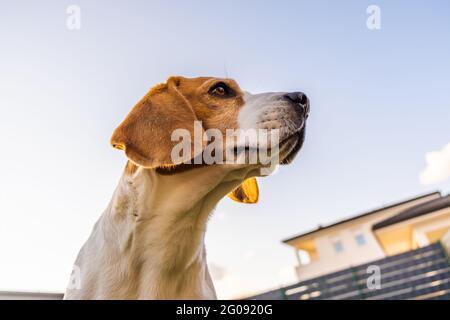 Ritratto di cane back lit sfondo. Beagle con la lingua di fuori in erba durante il tramonto in campi campagna. Foto Stock