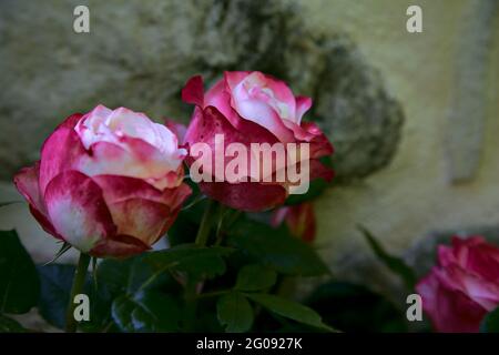 Rosa bianca con punte rosse e un muro di pietra come sfondo Foto Stock