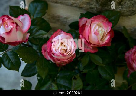 Rosa bianca con punte rosse e un muro di pietra come sfondo Foto Stock