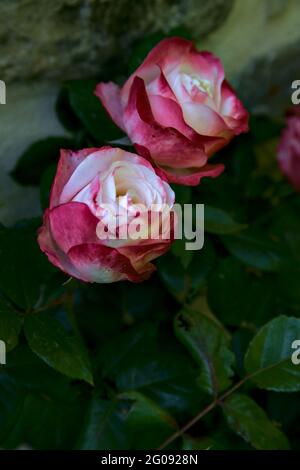 Rosa bianca con punte rosse e un muro di pietra come sfondo Foto Stock