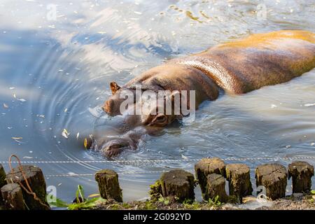 hippo nuota da vicino al lago Foto Stock