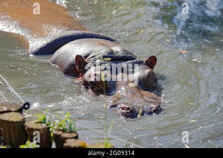 hippo nuota da vicino al lago Foto Stock