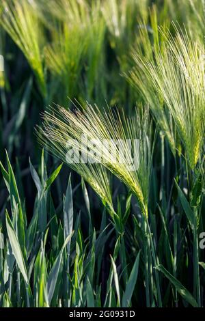 Campo di grano, orzo Foto Stock