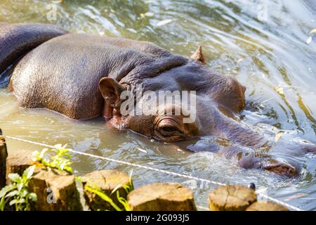 hippo nuota da vicino al lago Foto Stock