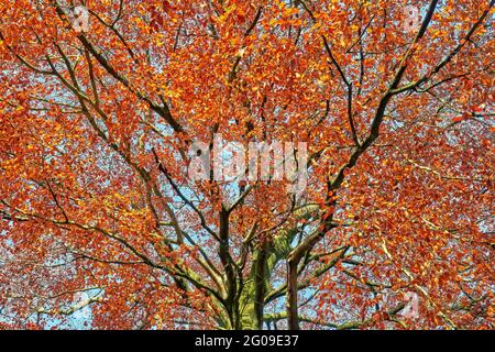 Tretop di un faggio di rame (Fagus sylvatica) in autunno. Fagus sylvatica è un albero magnifico. Foto Stock