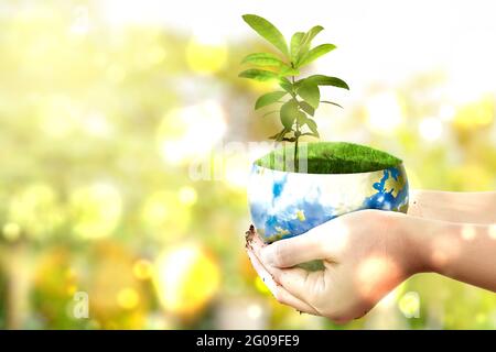 Mani umane che tengono la terra con piante crescenti sopra di essa. Giornata mondiale dell'ambiente Foto Stock