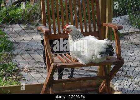 Sussex Light Hen sulla sedia da giardino nel recinto, Black Pug guarda dall'esterno attraverso la recinzione Foto Stock
