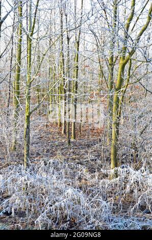 Winter Time In The Woods Foto Stock