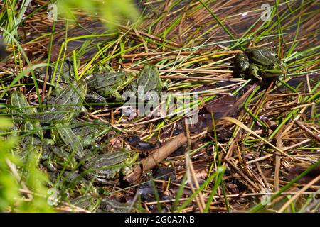 Mazzo di rane che siedono nell'erba da uno stagno, chiamato anche Pelophylax o wasserfrosch Foto Stock