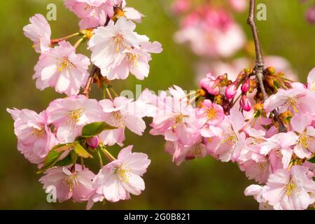 Pink cherry blossoms close up Japanese cherry Prunus Foto Stock