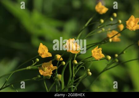 Goldilocks Buttercup, Ranunculus auricomus. Fiori gialli su sfondo verde in luce solare intensa. Primo piano di latticini gialli soleggiati. Orizzontale. Foto Stock